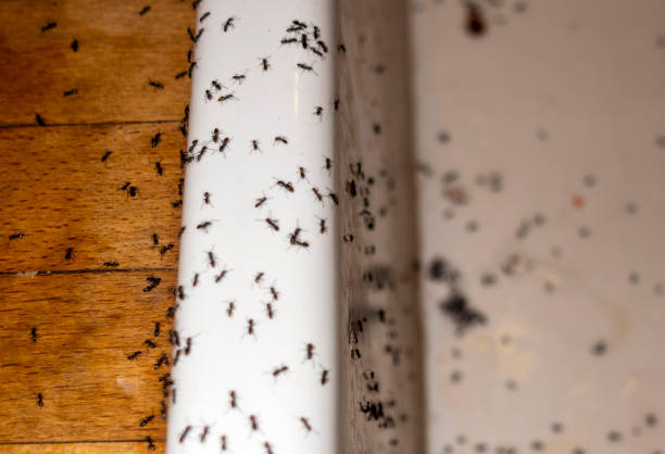 Best Mosquito Control Services  in Bing, OR