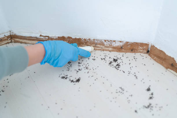 Best Flea Control Services  in Bing, OR